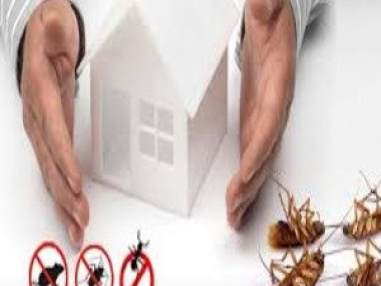 Best General Pest Control