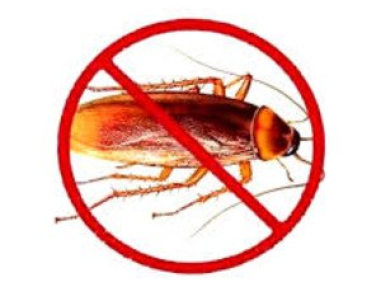 Best Cockroach Control