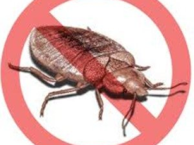 Best Bed Bugs Control