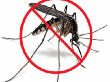Best Dengue Control