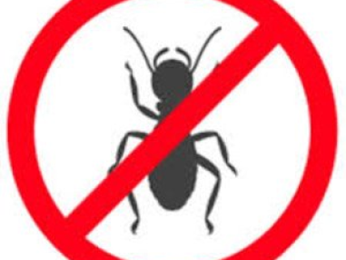 Best Ant Control Service