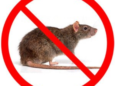 Best Rodent Control