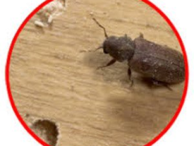 Best Wood Borer Control